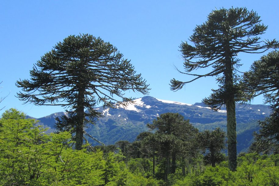 Parque Nacional Conguillío Cabañas Neyen Alojamiento en La Araucanía
